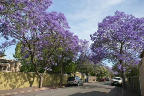 Jacaranda lined road in Adelaide Stock Photos
