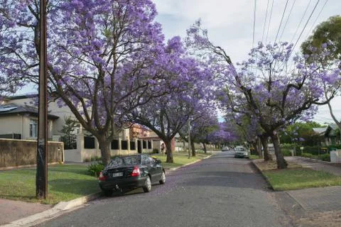 Jacaranda lined road in Adelaide Stock Photos