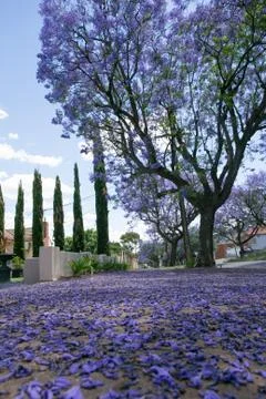 Jacaranda lined road in Adelaide Stock Photos