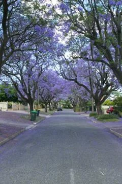 Jacaranda lined road in Adelaide Stock Photos