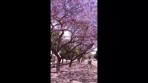 Jacaranda mimos folia  Stock Footage 291105582