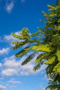 Jacaranda mimosifolia leaves close up Stock Photos