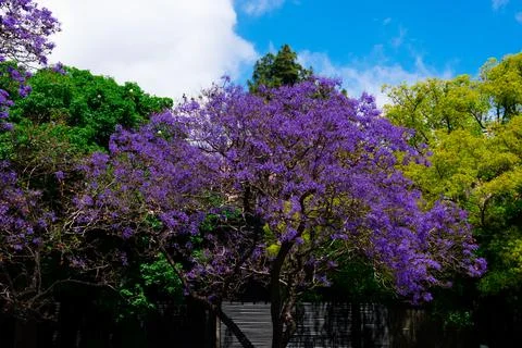 Jacaranda Mimosifolia tree with violet colored flowers. Spring in Buenos Aire Stock-Fotos