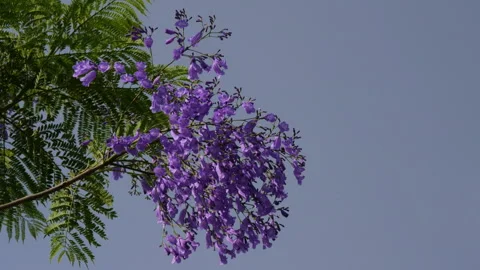 Jacaranda or Jacaranda mimosifolia a purple colored flowering tree Stock Footage 285696602
