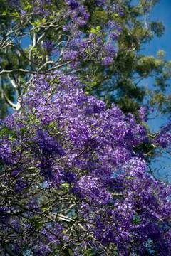 Jacaranda 写真素材
