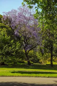 Jacaranda Stock Photos
