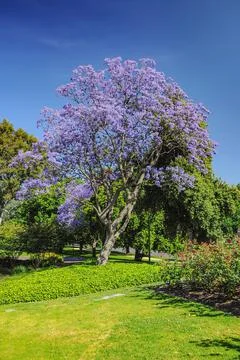 Jacaranda Stock Photos