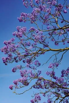 Jacaranda Stock Photos