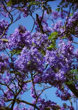 Jacaranda Stock Photos