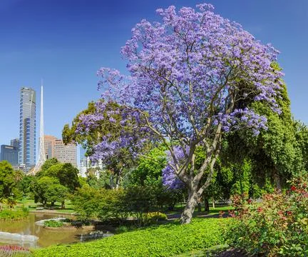 Jacaranda Stock Photos