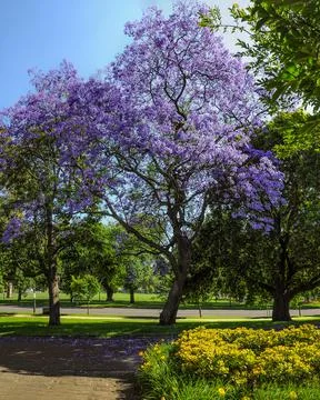 Jacaranda Stock Photos