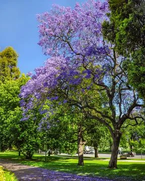 Jacaranda Stock Photos