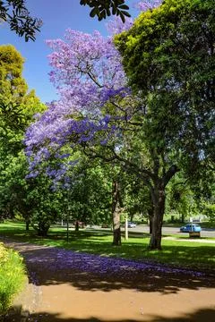 Jacaranda Stock Photos