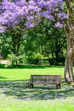 Jacaranda Foto stock