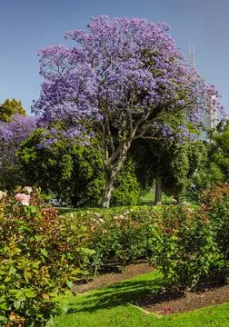 Jacaranda Foto stock