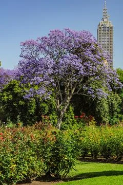 Jacaranda Stock Photos