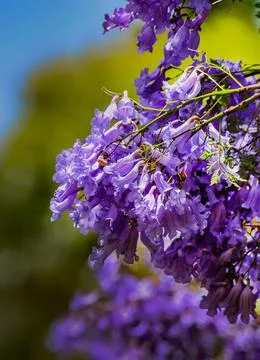 Jacaranda Stock Photos