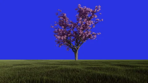 Jacaranda pink tree against Blue Screen, Chroma Key, loop, 4K 스톡 동영상 166601312