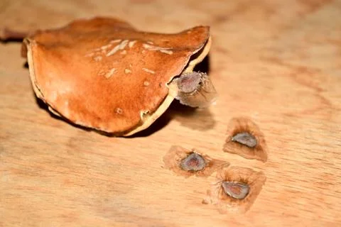 Jacaranda seeds Stockfoto's