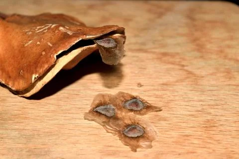 Jacaranda seeds Фото