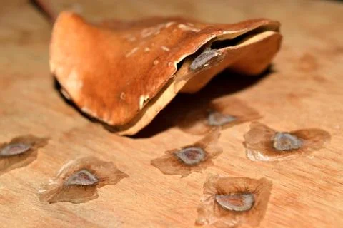 Jacaranda seeds Fotos Stock