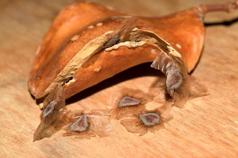 Jacaranda seeds 库存照片