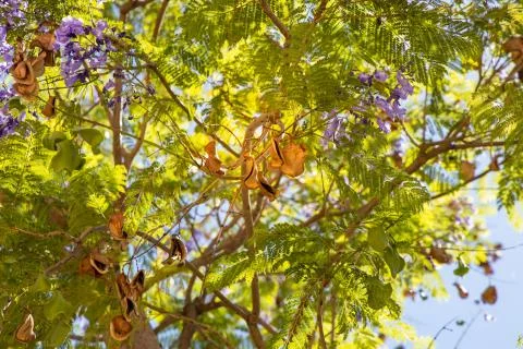 Jacaranda seeds Stock Photos