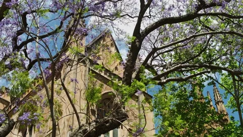 Jacaranda tree and St Andrew's Cathedral rooftop 4K Stock Footage 166075744