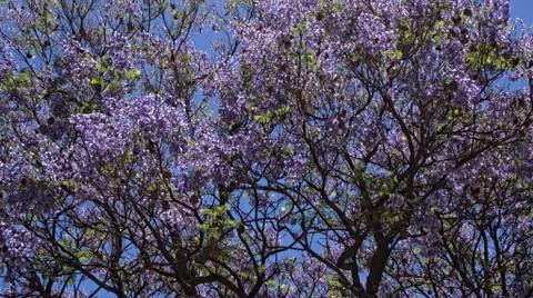 Jacaranda tree background Stock Photos
