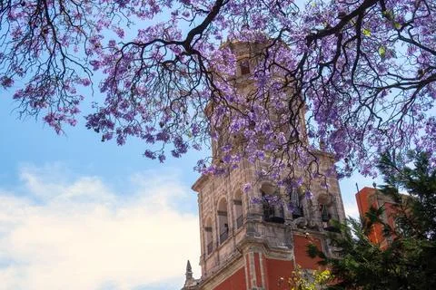 Jacaranda tree background the Temple of San Francisco de Asis in Queretaro .. Stock Photos