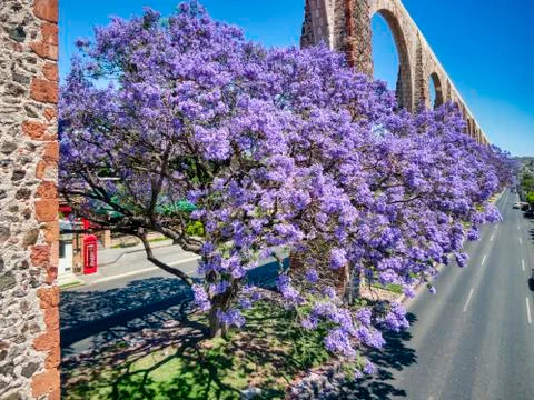 Jacaranda tree below an aqueduct Stock Photos