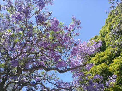 Jacaranda tree in bloom besides a green tree Stock Photos
