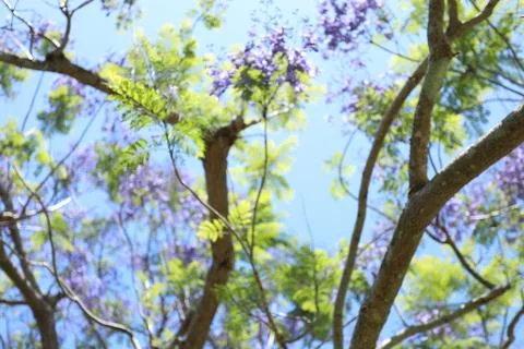 Jacaranda tree in bloom Foto stock