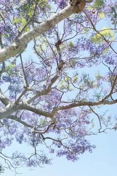 Jacaranda tree in bloom Foto stock