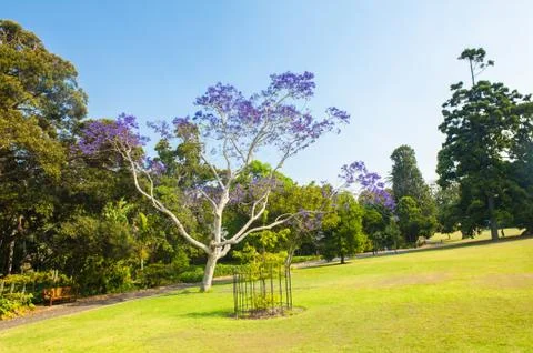 Jacaranda Tree blooming in Sydney Foto stock