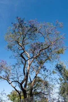 Jacaranda tree blooming under clear blue sky at Alcalde Park in Guadalajara Stock Photos