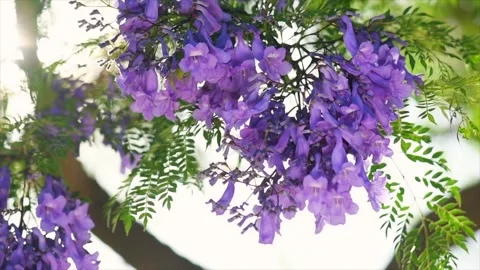 Jacaranda tree blooming violet flowers closeup, beautiful ornamental tree Video stock 336570671