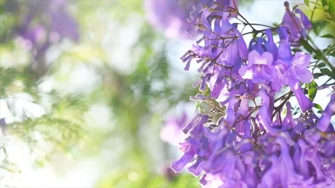 Jacaranda tree blooming violet flowers closeup, beautiful ornamental tree Stock Footage 336656568