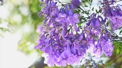 Jacaranda tree blooming violet flowers closeup, beautiful ornamental tree Stock Footage 337072880