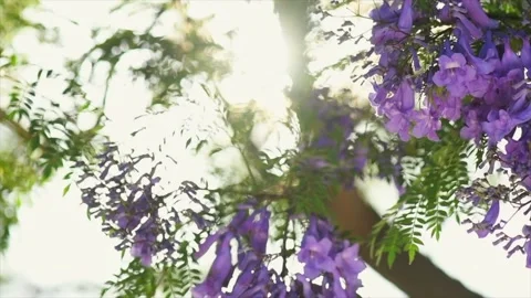 Jacaranda tree blooming violet flowers closeup, beautiful ornamental tree Stock Footage 344697620