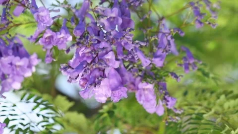 Jacaranda tree blooming violet flowers closeup, beautiful ornamental tree Vídeo Stock 346601909