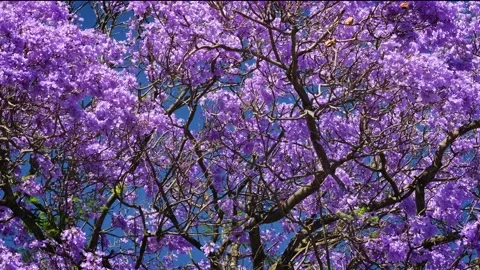Jacaranda tree blooms with purple flowers in Belem Lisbon Portugal Stock Footage 344954735