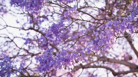 Jacaranda tree branch on a June afternoon Vídeo Stock 133048480