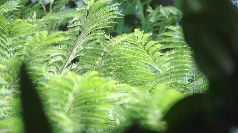 Jacaranda Tree branches in breeze 動画素材 107313168