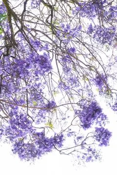 Jacaranda tree branches with large purple flowers Stock Photos