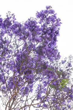 Jacaranda tree branches with large purple flowers Stock Photos