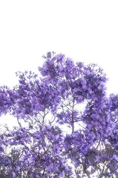 Jacaranda tree branches with large purple flowers Stock Photos