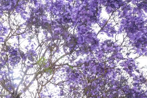 Jacaranda tree branches with large purple flowers Stock Photos