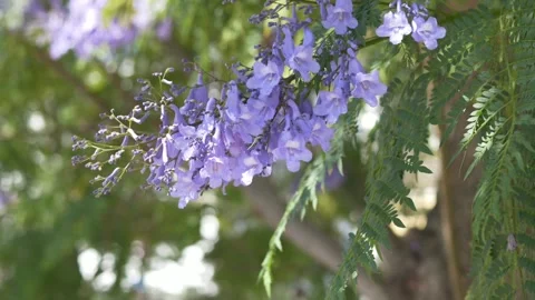Jacaranda tree branches with purple flowers moving softly in sunlight, designed Stock Footage 335875205