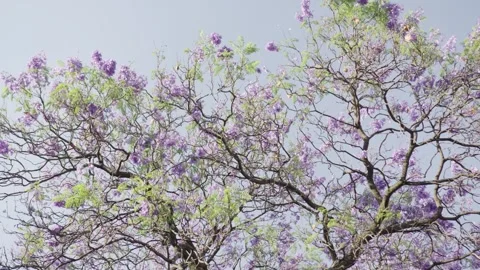 Jacaranda tree canopy showing purple flowers blooming Stock Footage 307602764